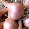 Shallot Picador F1